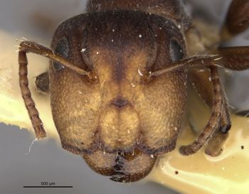 Media type: image;   Entomology 21547 Aspect: head frontal view